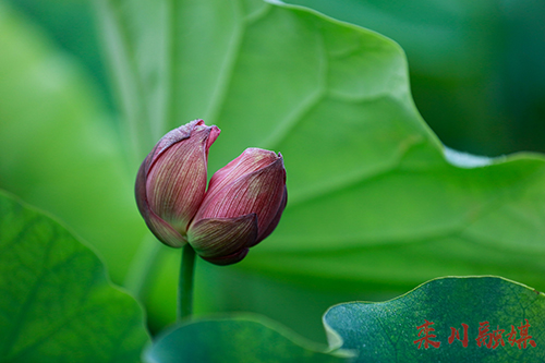 秋扒乡金秋荷盛景区出现罕见并蒂莲